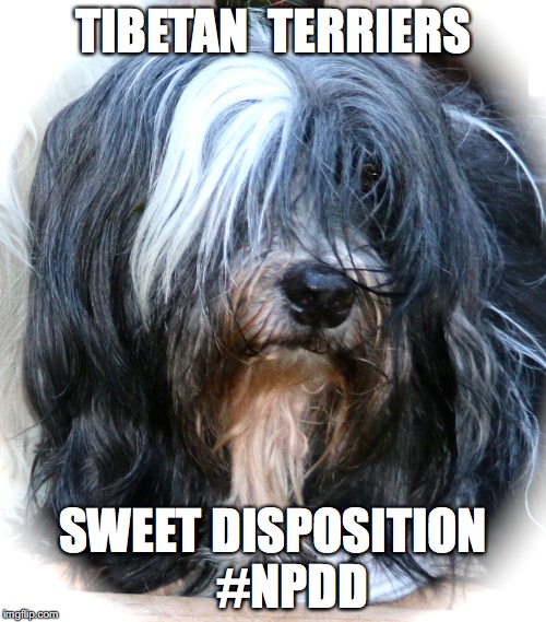 Sweet | TIBETAN  TERRIERS; SWEET DISPOSITION    #NPDD | image tagged in dog | made w/ Imgflip meme maker