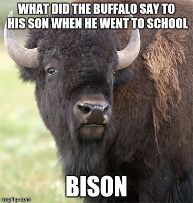 I just "herd" this today. | WHAT DID THE BUFFALO SAY TO HIS SON WHEN HE WENT TO SCHOOL; BISON | image tagged in bison | made w/ Imgflip meme maker