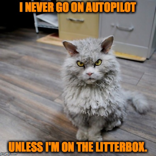 Pompous Albert, Conservationist | I NEVER GO ON AUTOPILOT; UNLESS I'M ON THE LITTERBOX. | image tagged in autopilot | made w/ Imgflip meme maker