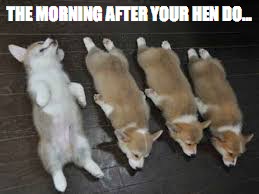 Funny animals  | THE MORNING AFTER YOUR HEN DO... | image tagged in funny animals | made w/ Imgflip meme maker