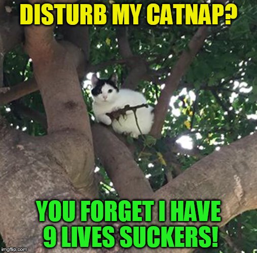 Feline fatale Police alerted to cat in tree 'armed with gun' (I read