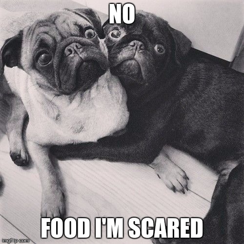 Scared pugs | NO; FOOD I'M SCARED | image tagged in scared pugs | made w/ Imgflip meme maker