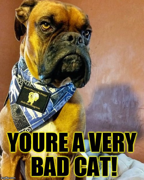 Grumpy Dog | YOURE A VERY BAD CAT! | image tagged in grumpy dog | made w/ Imgflip meme maker