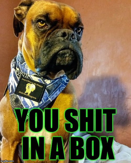 Grumpy Dog | YOU SHIT IN A BOX | image tagged in grumpy dog | made w/ Imgflip meme maker