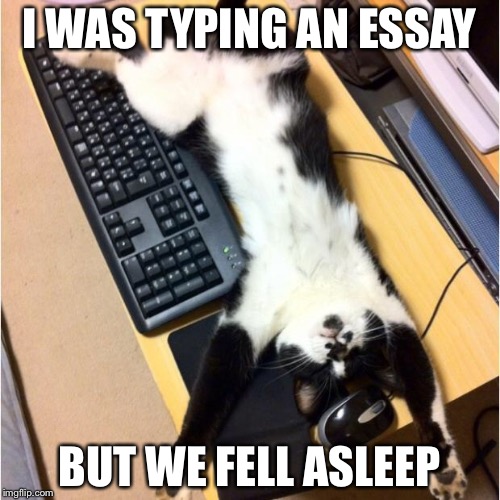 Cats be like | I WAS TYPING AN ESSAY; BUT WE FELL ASLEEP | image tagged in cats be like | made w/ Imgflip meme maker