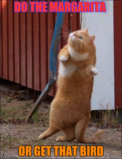 dancing cat | DO THE MARGARITA; OR GET THAT BIRD | image tagged in dancing cat | made w/ Imgflip meme maker