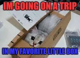 Cute Kittens | IM GOING ON A TRIP; IN MY FAVORITE LITTLE BOX | image tagged in cute kittens | made w/ Imgflip meme maker