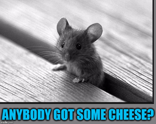 No, I'm Not a Groundhog | ANYBODY GOT SOME CHEESE? | image tagged in cute mouse,vince vance,mouse peeking through floorboard,mouse peeking through crack in floor,mice like cheese,cheese | made w/ Imgflip meme maker
