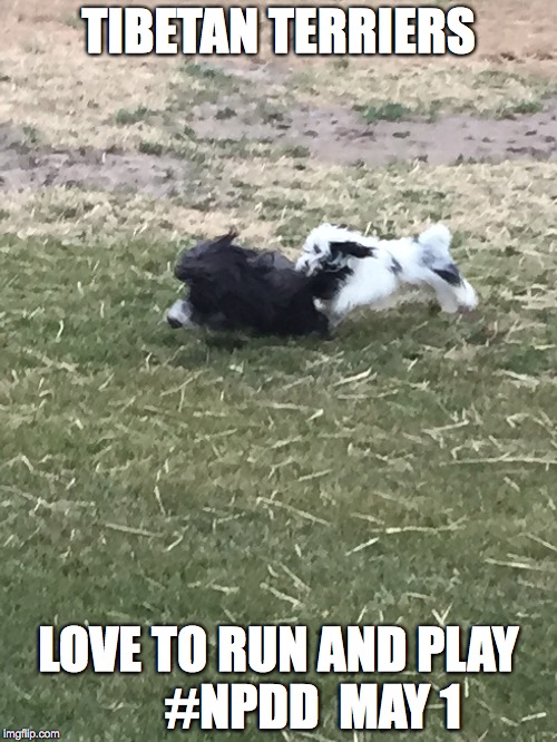 play | TIBETAN TERRIERS; LOVE TO RUN AND PLAY       #NPDD  MAY 1 | image tagged in dogs,play | made w/ Imgflip meme maker