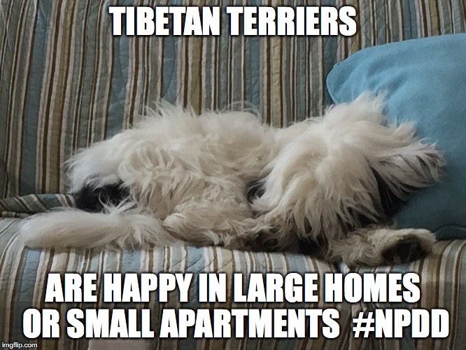 homes | TIBETAN TERRIERS; ARE HAPPY IN LARGE HOMES OR SMALL APARTMENTS  #NPDD | image tagged in dog,home | made w/ Imgflip meme maker