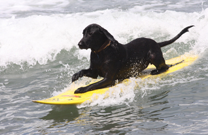 High Quality surfs up Blank Meme Template