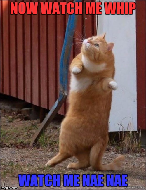 dancing cat | NOW WATCH ME WHIP; WATCH ME NAE NAE | image tagged in dancing cat | made w/ Imgflip meme maker