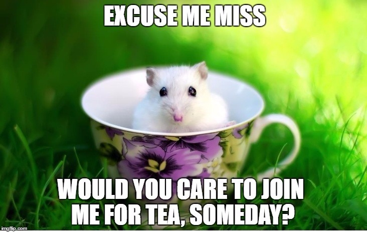 Excuse me miss | image tagged in hamster,date,cute,tea | made w/ Imgflip meme maker