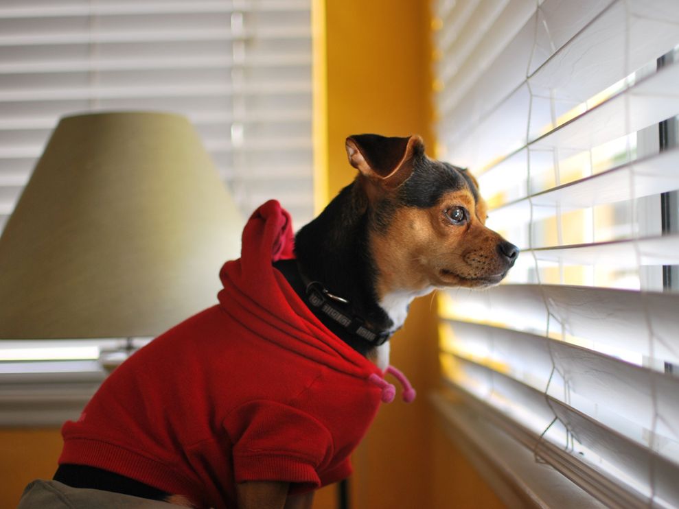 Dog waiting at window Blank Meme Template