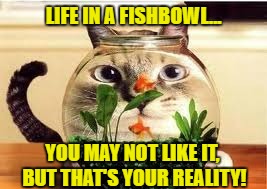 Cat fishbowl | LIFE IN A FISHBOWL... YOU MAY NOT LIKE IT, BUT THAT'S YOUR REALITY! | image tagged in cat fishbowl | made w/ Imgflip meme maker