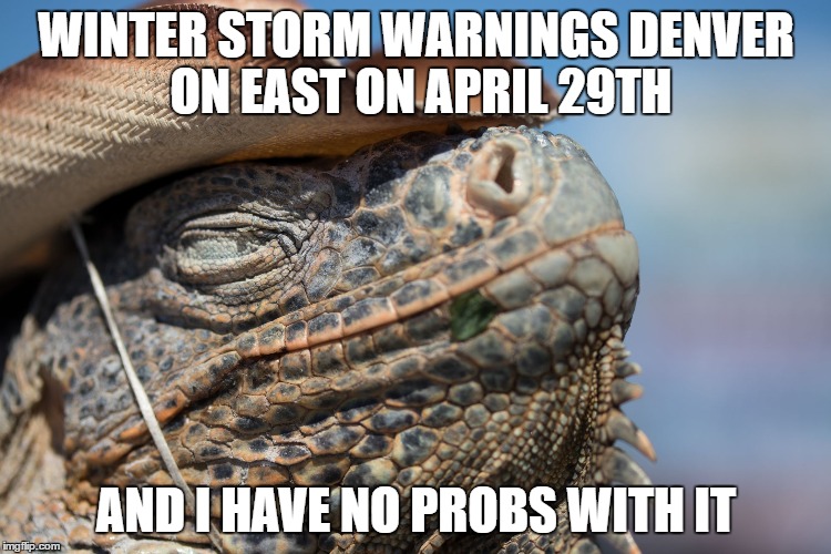 Satisfied Lizard | WINTER STORM WARNINGS DENVER ON EAST ON APRIL 29TH; AND I HAVE NO PROBS WITH IT | image tagged in satisfied lizard | made w/ Imgflip meme maker