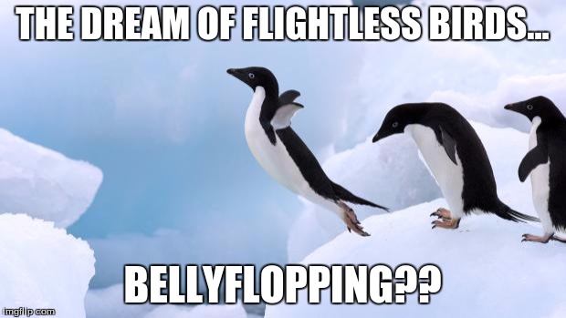 flying penguin | THE DREAM OF FLIGHTLESS BIRDS... BELLYFLOPPING?? | image tagged in flying penguin | made w/ Imgflip meme maker