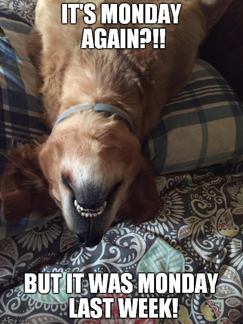 IT'S MONDAY AGAIN?!! BUT IT WAS MONDAY LAST WEEK! | image tagged in monday | made w/ Imgflip meme maker