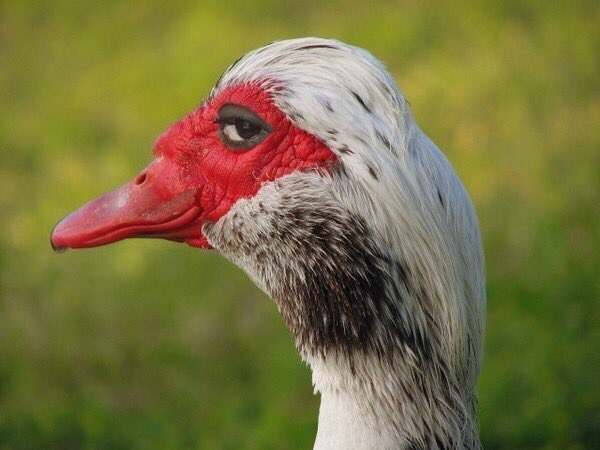 High Quality Judgemental Bird Blank Meme Template