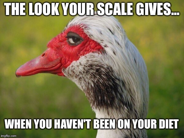 Judgmental Bird |  THE LOOK YOUR SCALE GIVES... WHEN YOU HAVEN'T BEEN ON YOUR DIET | image tagged in judgemental bird,diet,scale,weight,weight loss,healthy | made w/ Imgflip meme maker