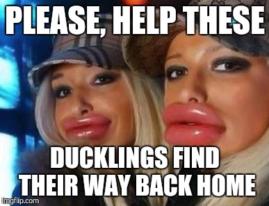 Duck Face Chicks Meme | PLEASE, HELP THESE; DUCKLINGS FIND THEIR WAY BACK HOME | image tagged in memes,duck face chicks | made w/ Imgflip meme maker