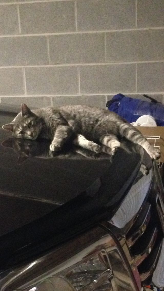 Strip Cat Blank Meme Template