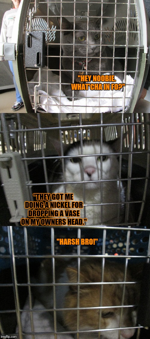 "HEY NOOBIE.  WHAT'CHA IN FO?"; "THEY GOT ME DOING A NICKEL FOR DROPPING A VASE ON MY OWNERS HEAD."; "HARSH BRO!" | image tagged in funny cats,funny cat memes,prison | made w/ Imgflip meme maker