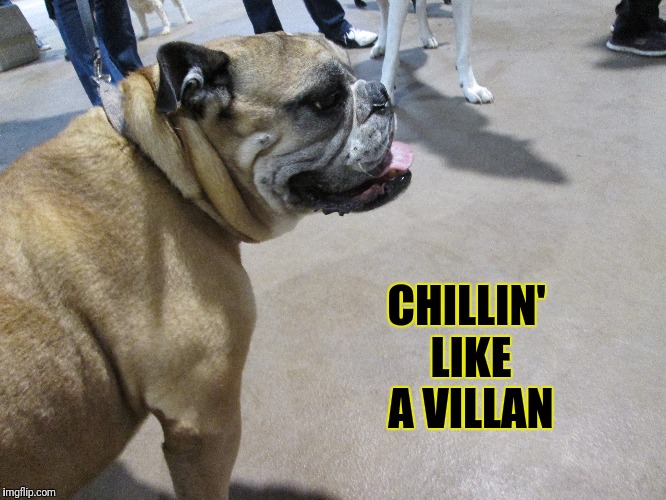 CHILLIN' LIKE A VILLAN | image tagged in funny dogs,the most interesting dog in the world | made w/ Imgflip meme maker