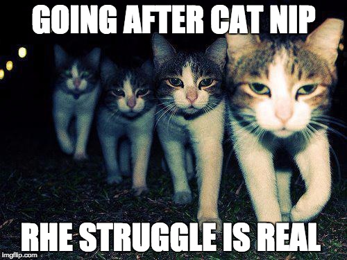 Wrong Neighboorhood Cats Meme | GOING AFTER CAT NIP; RHE STRUGGLE IS REAL | image tagged in memes,wrong neighboorhood cats | made w/ Imgflip meme maker