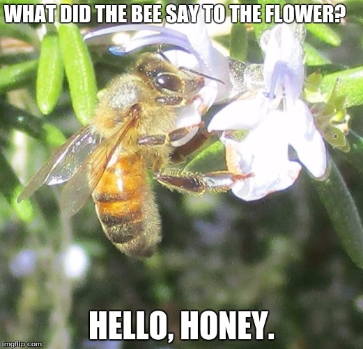 WHAT DID THE BEE SAY TO THE FLOWER? HELLO, HONEY. | made w/ Imgflip meme maker