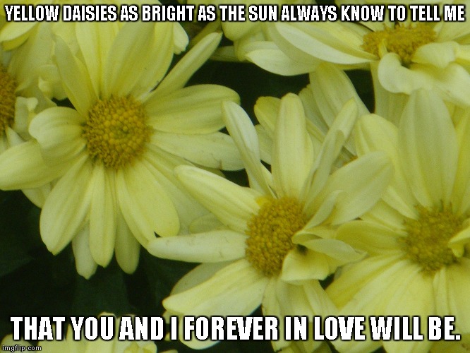 Yellow Daisies | YELLOW DAISIES AS BRIGHT AS THE SUN ALWAYS KNOW TO TELL ME; THAT YOU AND I FOREVER IN LOVE WILL BE. | image tagged in daisies,the sun,love | made w/ Imgflip meme maker
