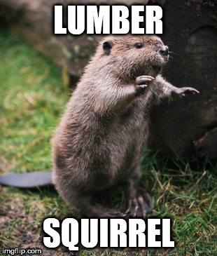Beaver | LUMBER; SQUIRREL | image tagged in beaver | made w/ Imgflip meme maker