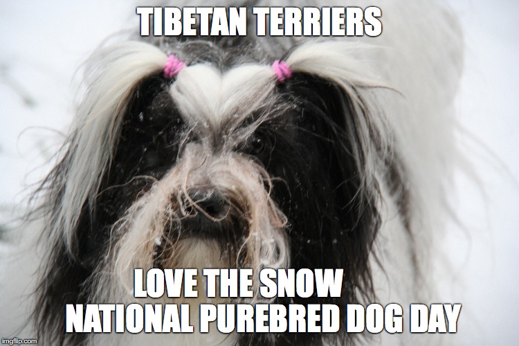 Snow | TIBETAN TERRIERS; LOVE THE SNOW        NATIONAL PUREBRED DOG DAY | image tagged in snow,dogs | made w/ Imgflip meme maker