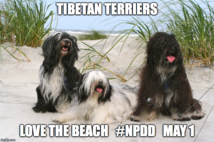 beach | TIBETAN TERRIERS; LOVE THE BEACH   #NPDD   MAY 1 | image tagged in beach,doga | made w/ Imgflip meme maker