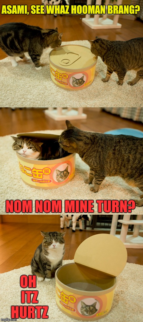 The gods must be crazy | ASAMI, SEE WHAZ HOOMAN BRANG? NOM NOM MINE TURN? OH ITZ HURTZ | image tagged in memes,cats,lolcatz,feast,aoshima | made w/ Imgflip meme maker