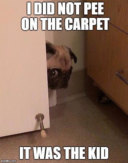 Guilty Pug | I DID NOT PEE ON THE CARPET; IT WAS THE KID | image tagged in guilty pug | made w/ Imgflip meme maker
