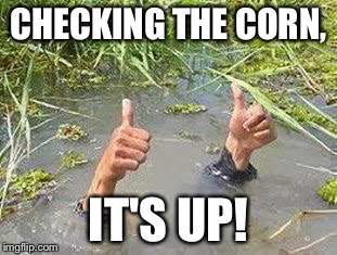 FLOODING THUMBS UP | CHECKING THE CORN, IT'S UP! | image tagged in flooding thumbs up | made w/ Imgflip meme maker
