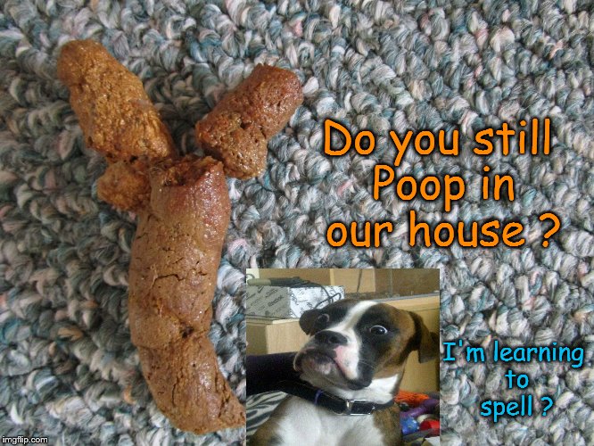 Y dogs still poop in the house | Do you still Poop in our house ? I'm learning to spell ? | image tagged in y dog poop,funny memes,dog memes,poop,smart dog,memes | made w/ Imgflip meme maker