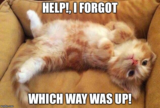 Confused kitty | HELP!, I FORGOT; WHICH WAY WAS UP! | image tagged in funny cats | made w/ Imgflip meme maker