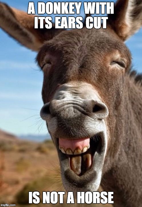 Funny Donkey | A DONKEY WITH ITS EARS CUT; IS NOT A HORSE | image tagged in funny donkey | made w/ Imgflip meme maker