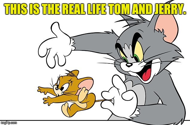 THIS IS THE REAL LIFE TOM AND JERRY. | made w/ Imgflip meme maker