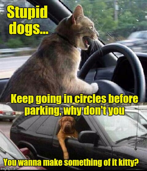 Animal Road Rage | Stupid dogs... Keep going in circles before parking, why don't you; You wanna make something of it kitty? | image tagged in driving animal altercation | made w/ Imgflip meme maker