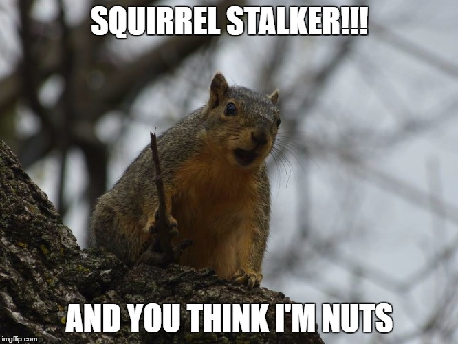 SQUIRREL STALKER!!! AND YOU THINK I'M NUTS | image tagged in squirrel | made w/ Imgflip meme maker