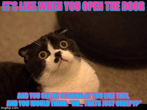 Confused Cats Cake Day | IT'S LIKE WHEN YOU OPEN THE DOOR; AND YOU SEE ME STARING AT YOU LIKE THIS, AND YOU WOULD THINK: "UH... THATS JUST CREEPY?" | image tagged in confused cats cake day | made w/ Imgflip meme maker