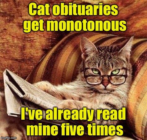 When you have nine lives | Cat obituaries get monotonous; I've already read mine five times | image tagged in reading cat with glasses | made w/ Imgflip meme maker