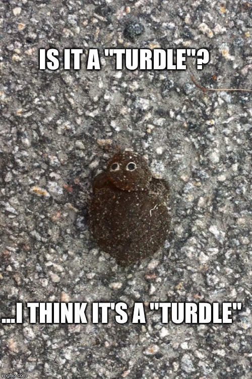 IS IT A "TURDLE"? ...I THINK IT'S A "TURDLE" | image tagged in turdle | made w/ Imgflip meme maker