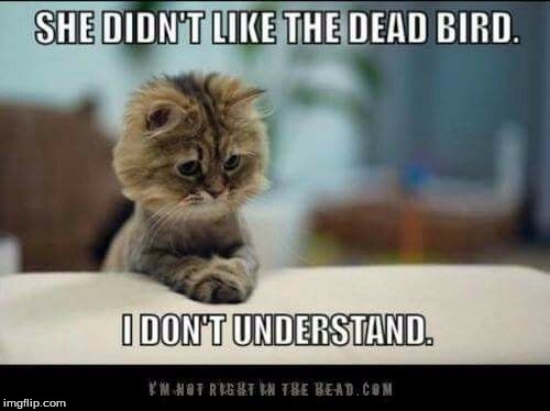 Maybe she prefers dead rats | image tagged in cats,dead birds | made w/ Imgflip meme maker