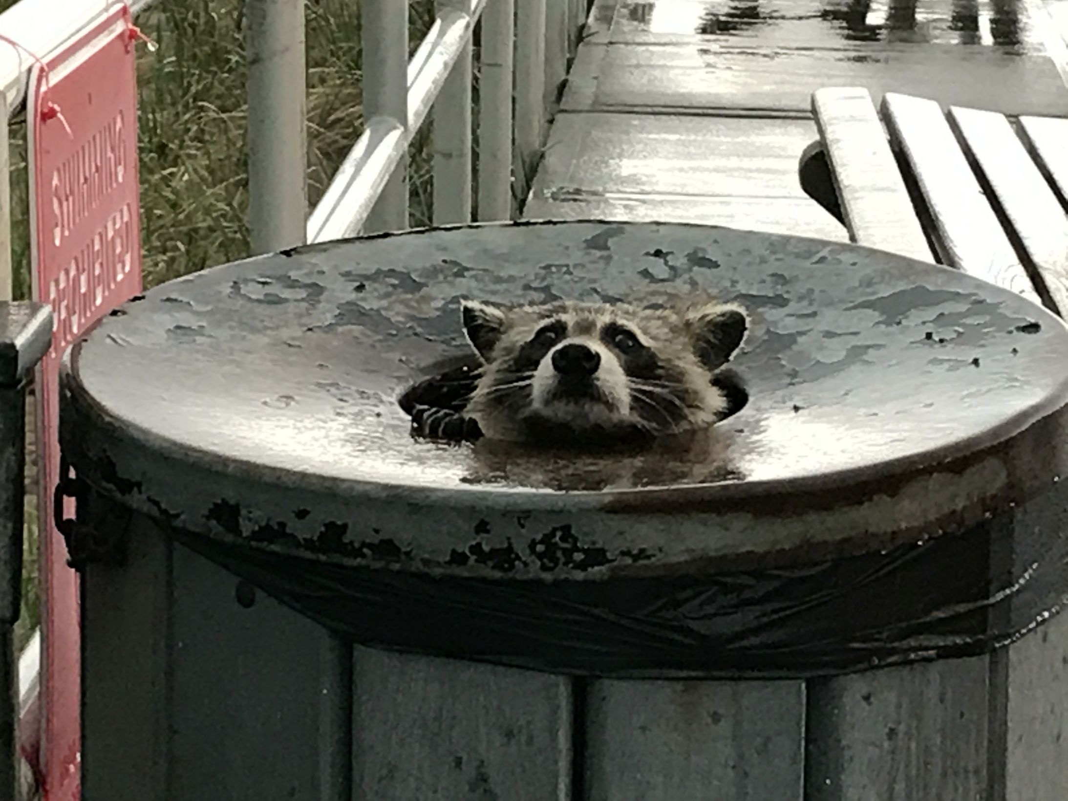 High Quality Trash panda Blank Meme Template