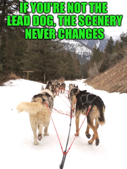 Dog Sled Butts | IF YOU'RE NOT THE LEAD DOG, THE SCENERY NEVER CHANGES | image tagged in memes,animals,dogs,dog sleds,dog butts,scenic | made w/ Imgflip meme maker