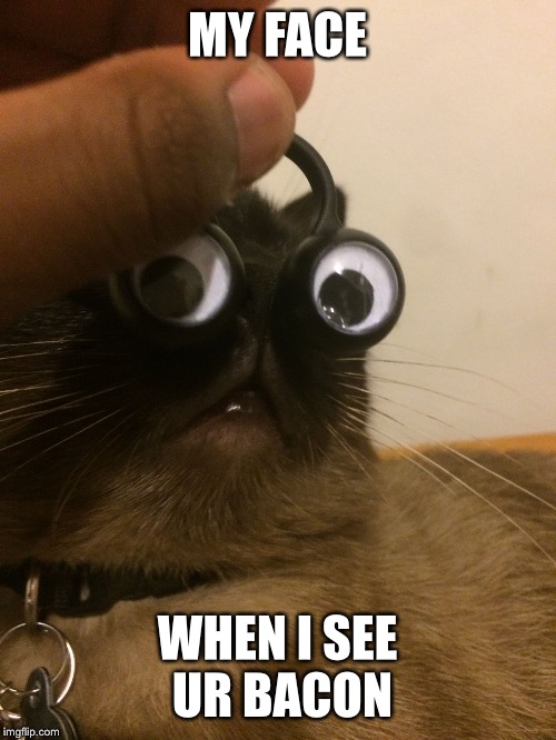 MY FACE; WHEN I SEE UR BACON | image tagged in shocked cat | made w/ Imgflip meme maker